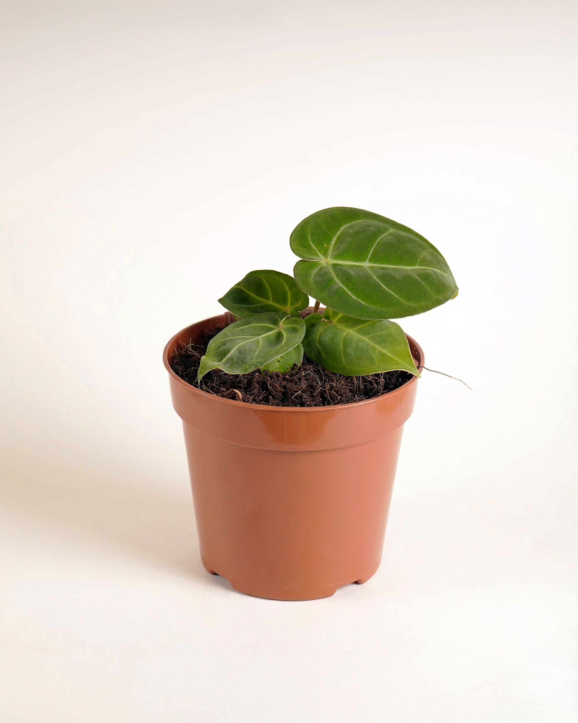 Anthurium Hoffmannii x Papillilaminum أنثوريوم هجين