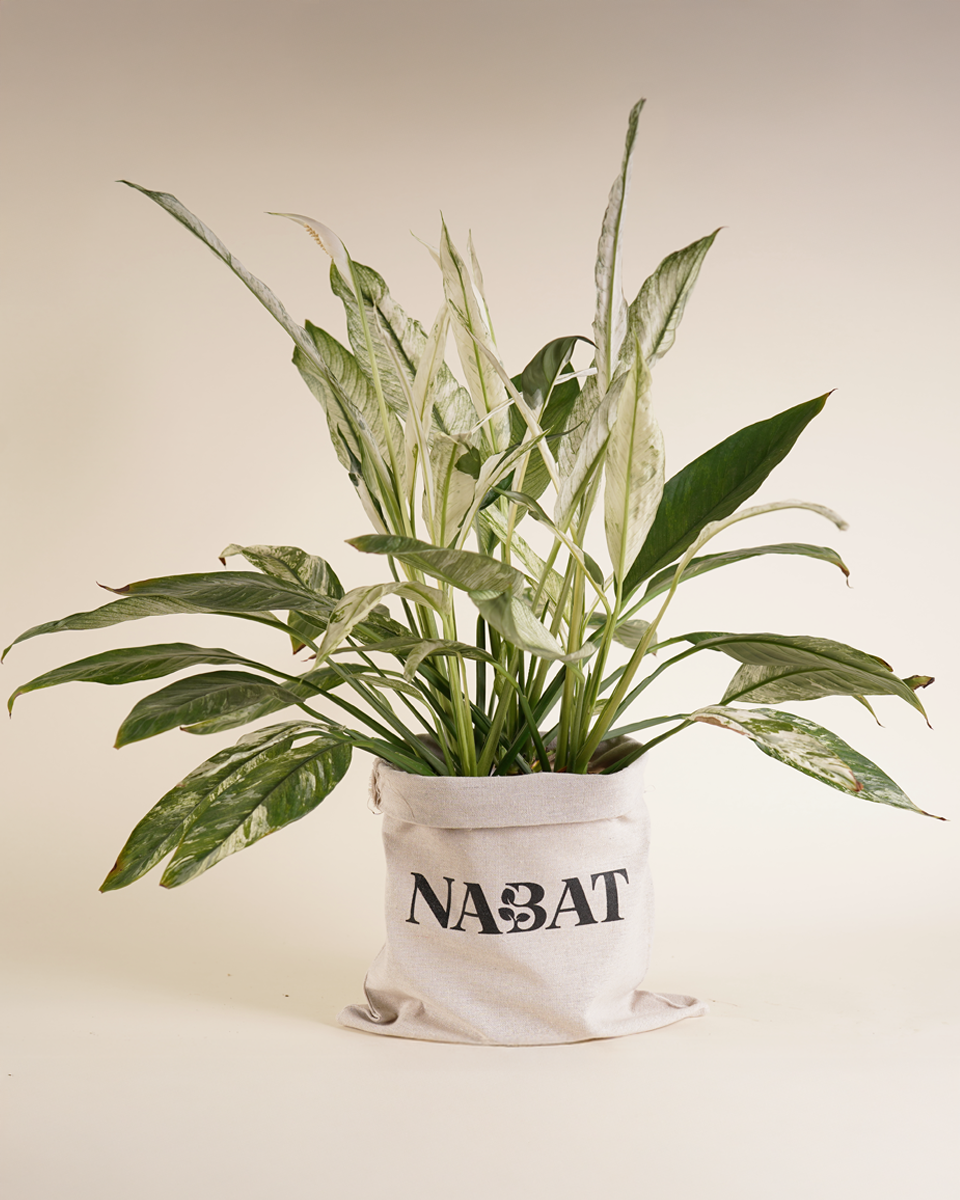 Variegated Spathiphyllum (A-Grade) Variegated Peace Lilly