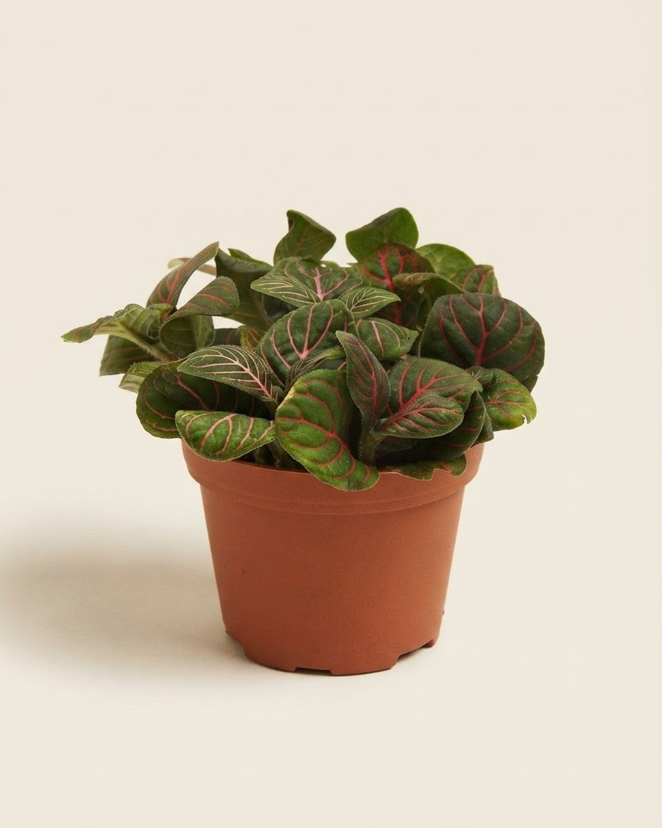 Fittonia Plant Dark Green فيتونيا