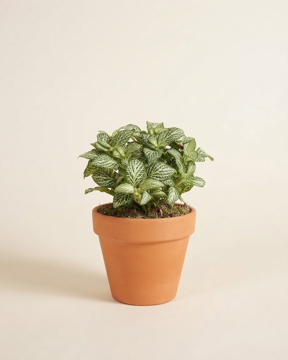Fittonia Plant (Green) فيتونيا