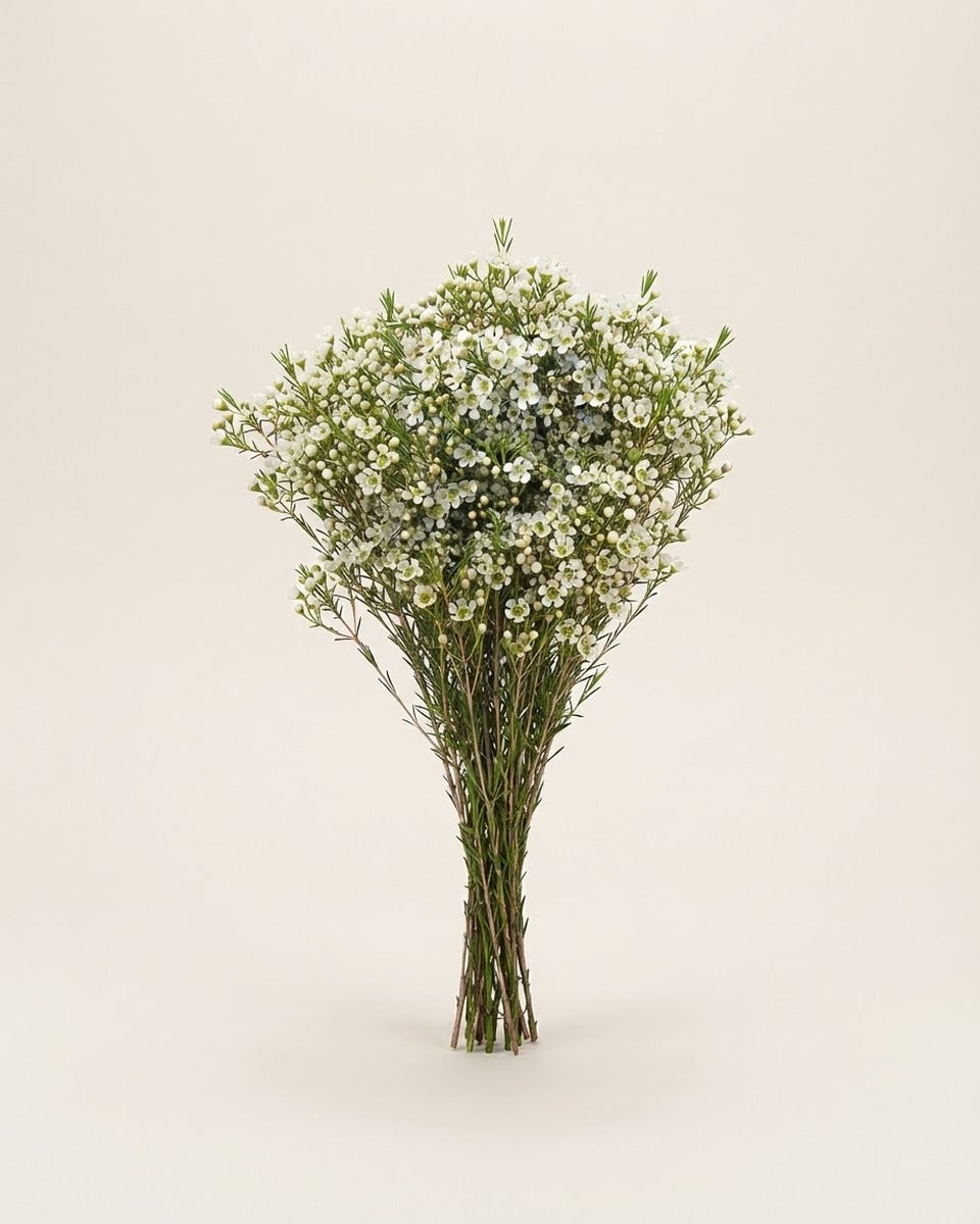White Wax Flower — Wholesale Box واكس فلاور