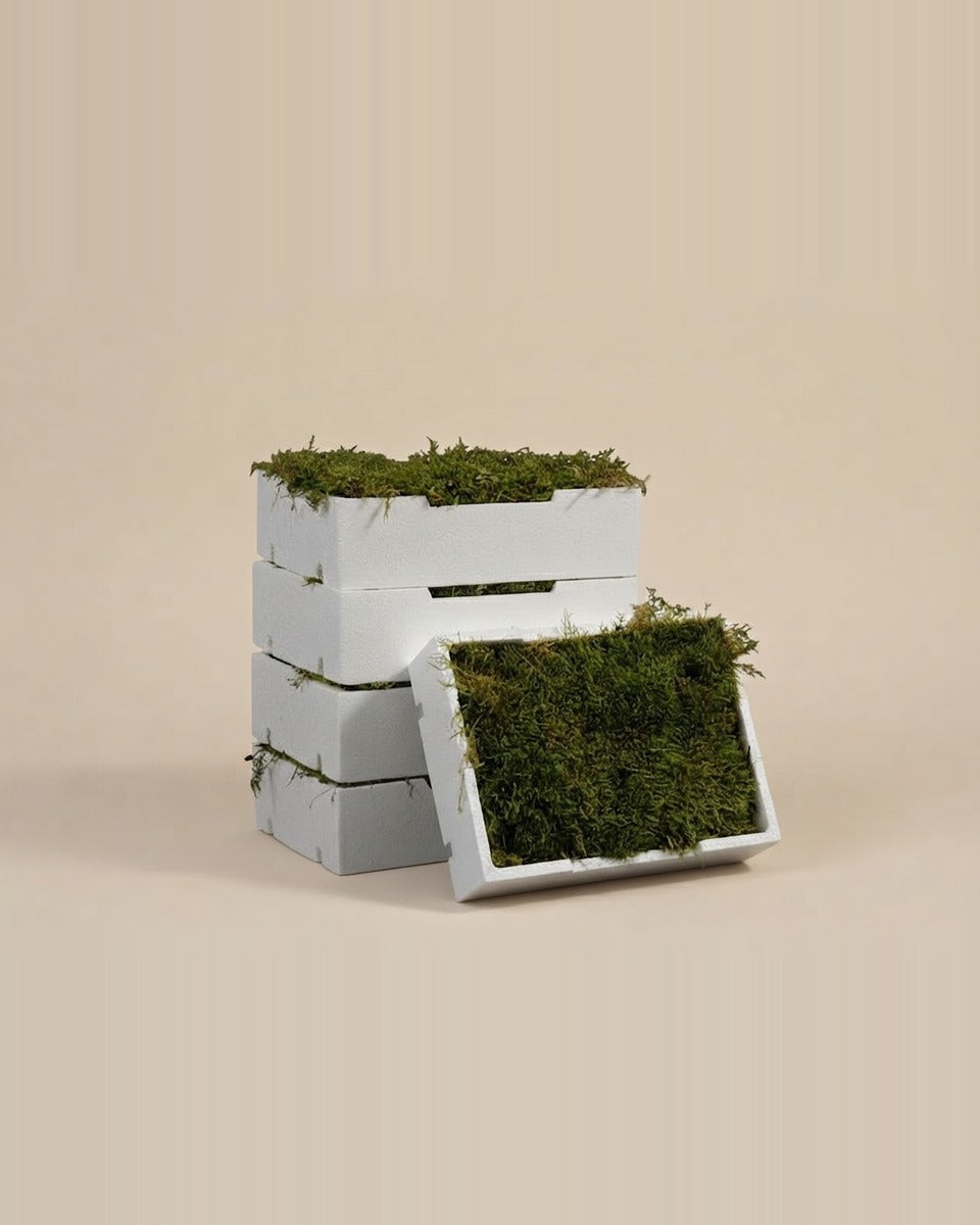 Fresh Flat Moss Box طحلب