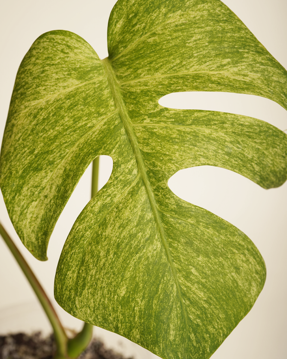 Monstera Full Mint  مونستيرا فل منت