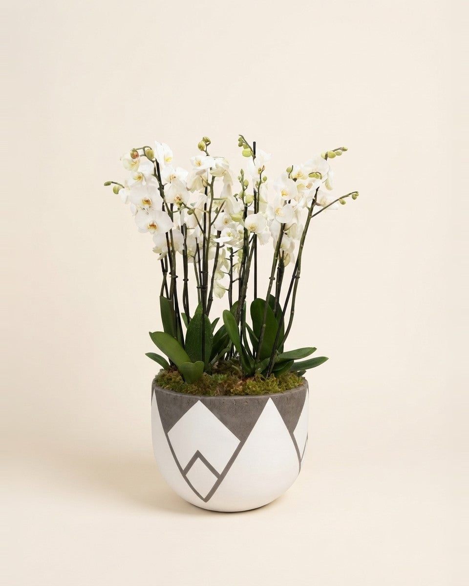 Garden Plants