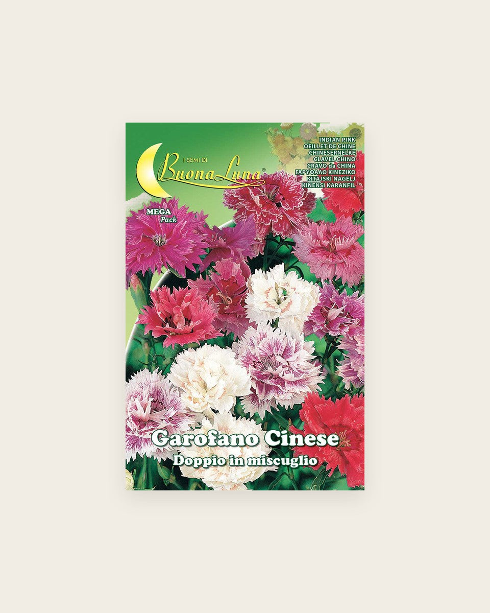 Garofano Cinese