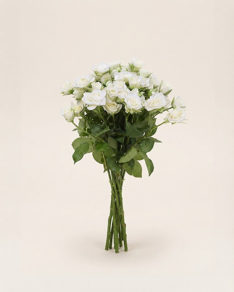 White Baby Roses — Bunch of 10 Stems ورد أبيض صغير