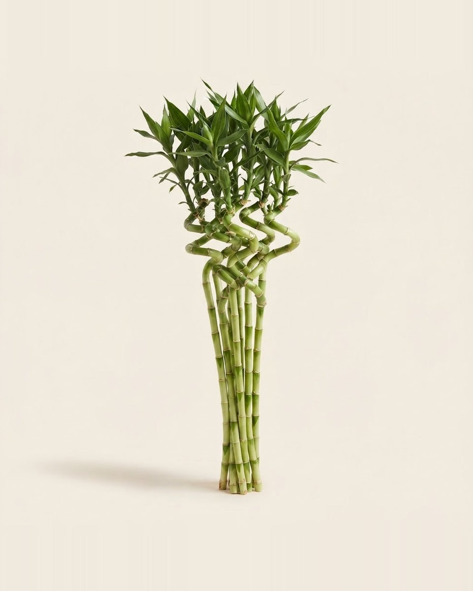 Lucky Bamboo Cut Stems بامبو الحظ