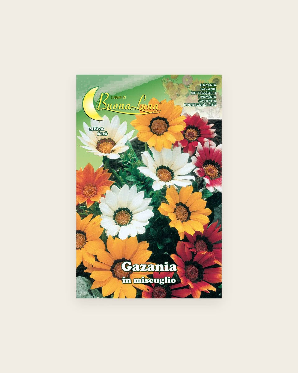 Gazania Mix جازانيا