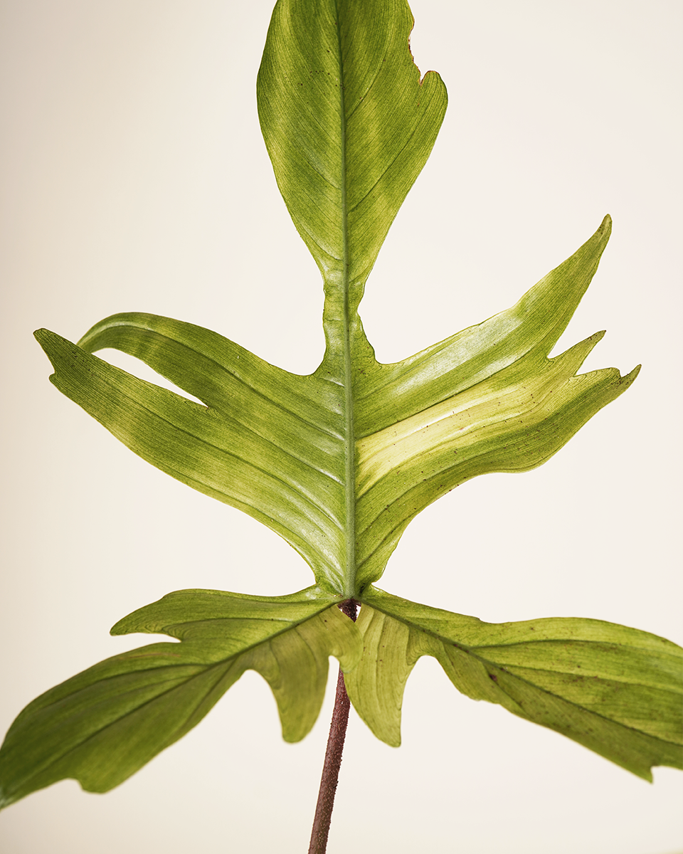 Philodendron Florida Ghost فيلوديندرون فلوريدا غوست