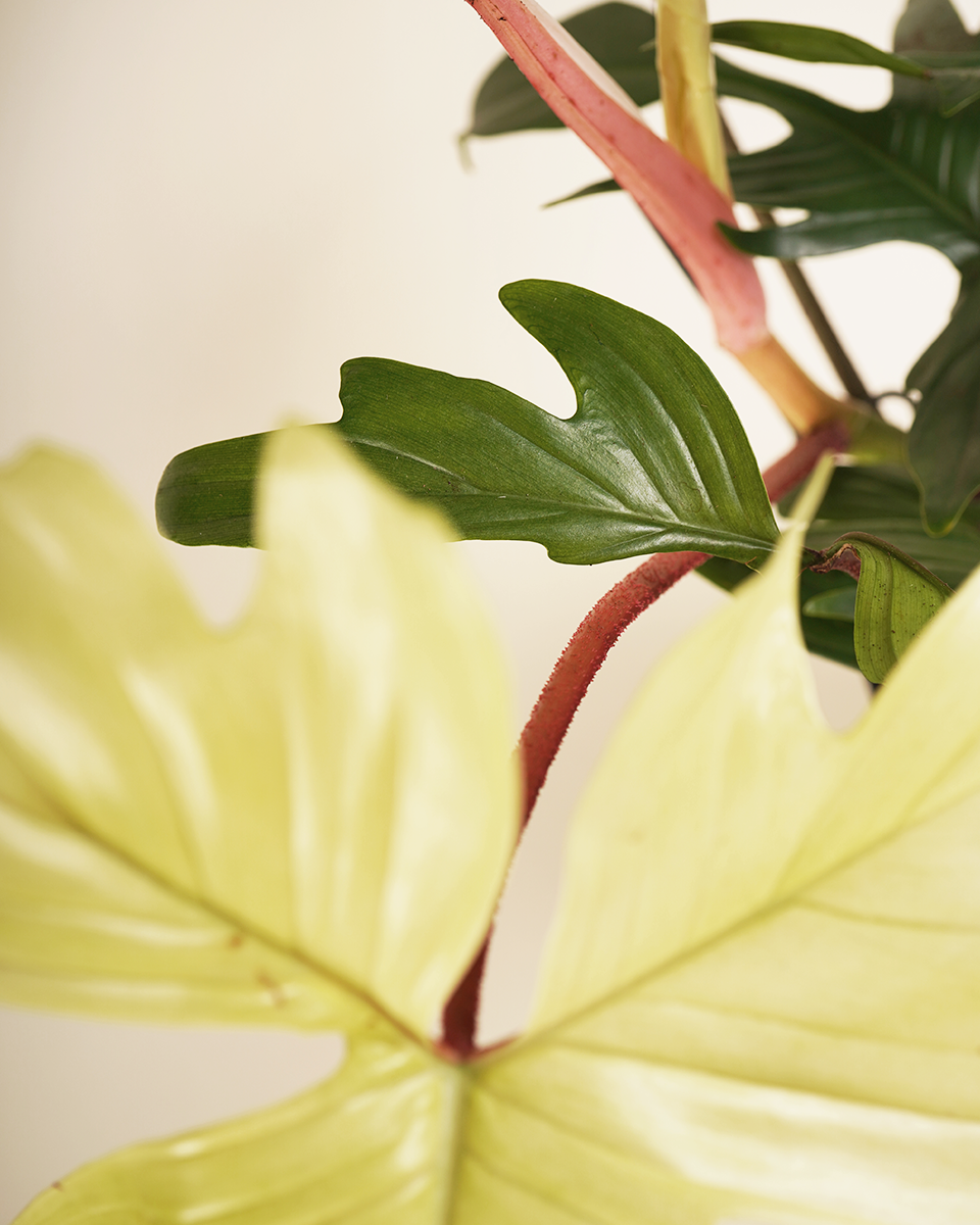 Philodendron Florida Ghost فيلوديندرون فلوريدا غوست