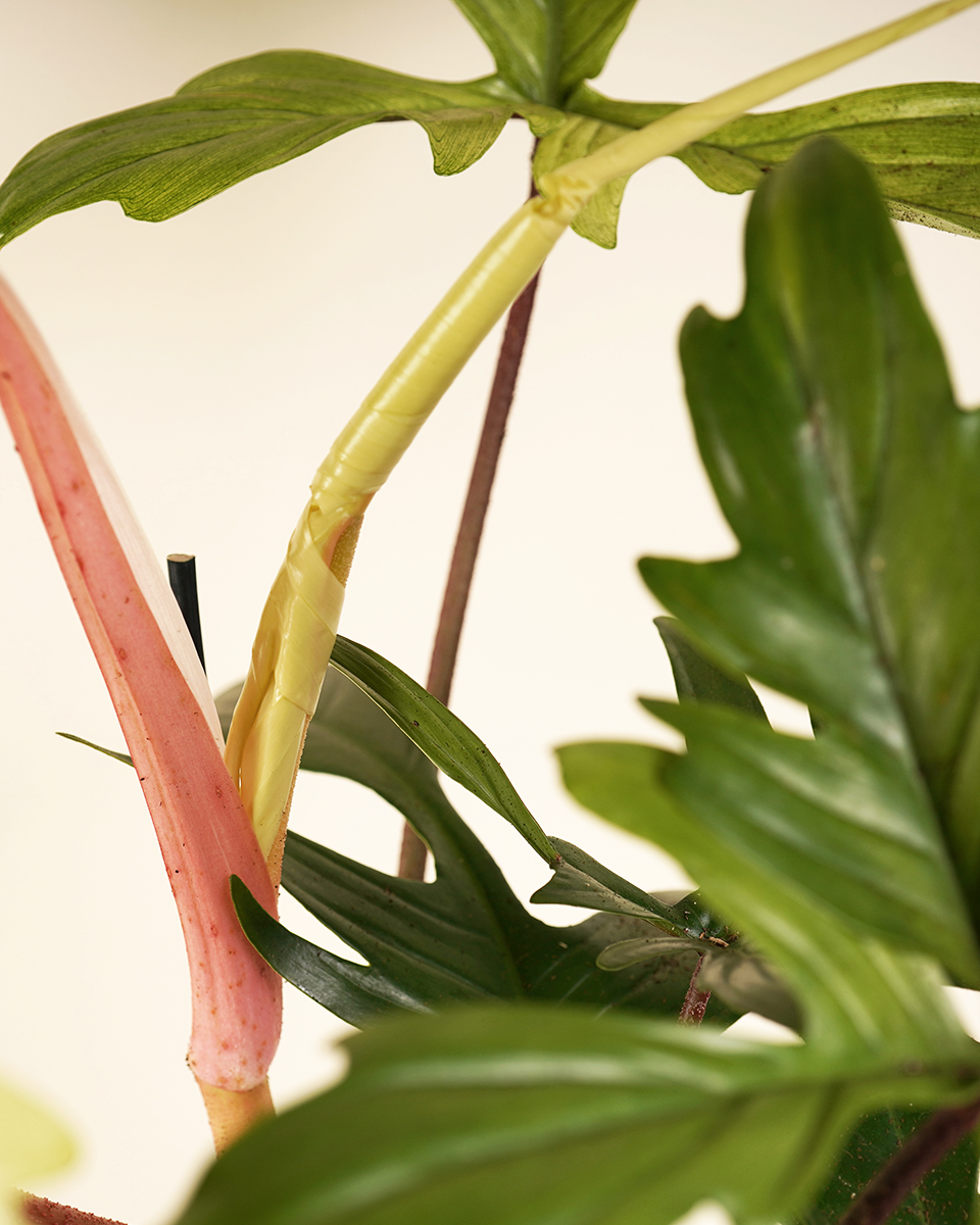 Philodendron Florida Ghost فيلوديندرون فلوريدا غوست