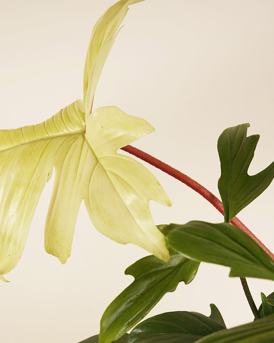 Philodendron Florida Ghost فيلوديندرون فلوريدا غوست