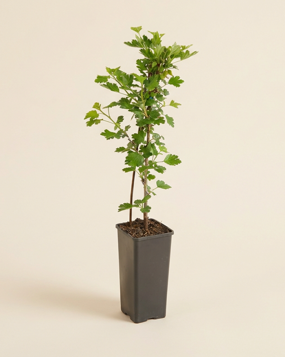 Red Gooseberry Plant نبتة عنب الثعلب الأحمر
