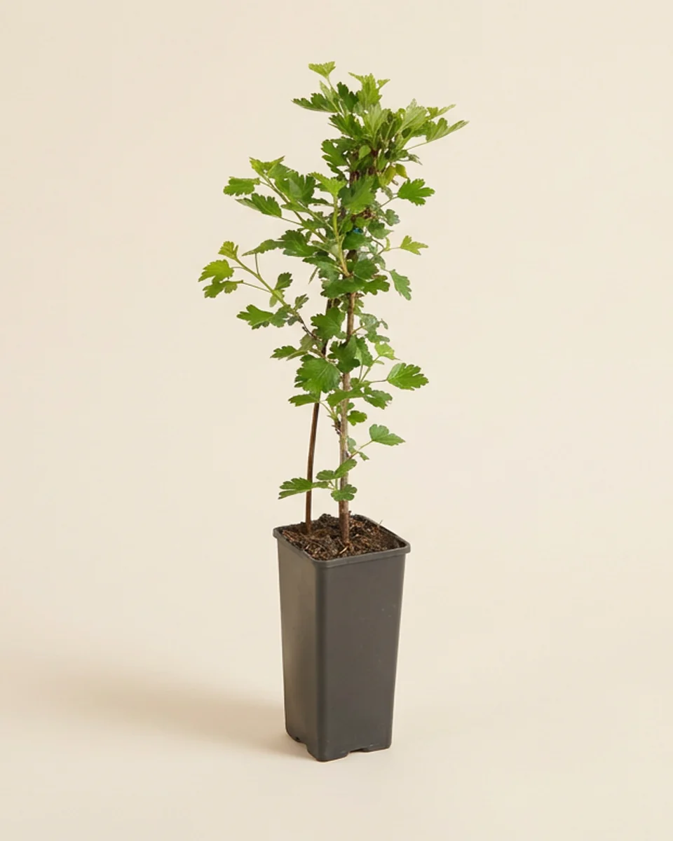 Red Gooseberry Plant