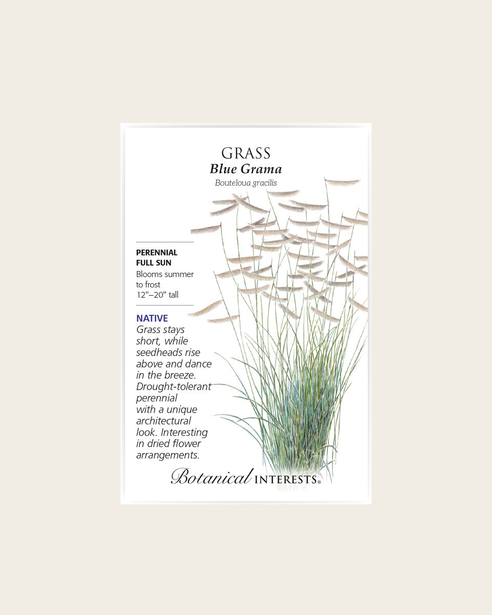 Grass, Blue Grama Grass Seeds – Heirloom, Native عشب
