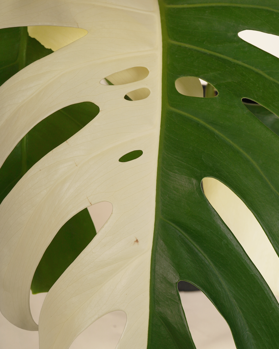 Monstera "Half Moon" Variegated مونستيرا مبرقشة