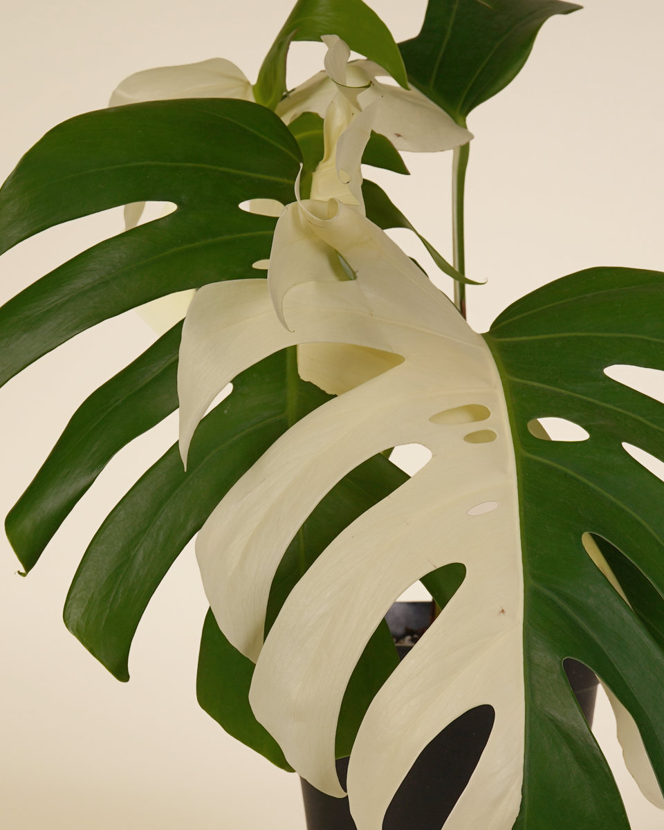 monstera deliciosa half moon Monstera "Half Moon" Variegated (A-Grade) مونستيرا هاف مون فاريغيتا – NABAT