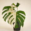 Monstera "Half Moon" Variegated (A-Grade) مونستيرا مبرقشة