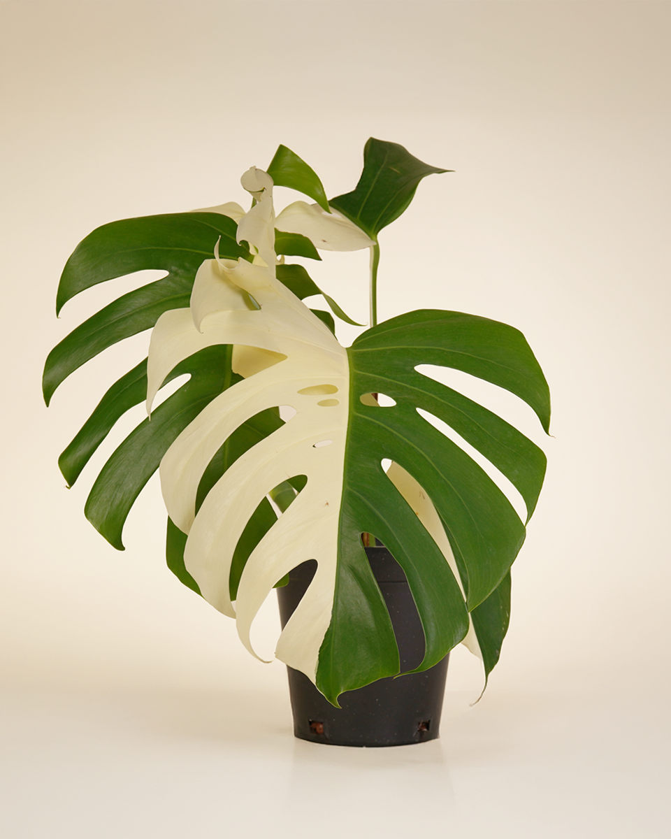 Monstera "Half Moon" Variegated (A-Grade) مونستيرا مبرقشة