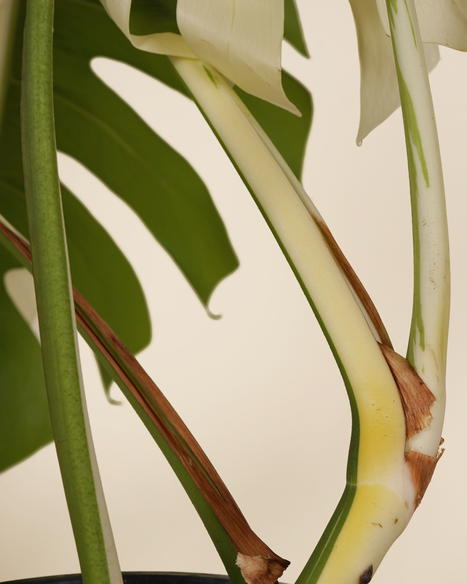 half moon monstera plant Monstera "Half Moon" Variegated – NABAT