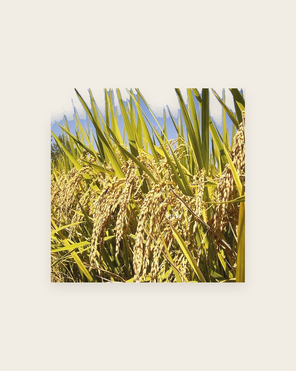Hasawi Rice Seeds 50 g بذور العيش الحساوي للزراعة