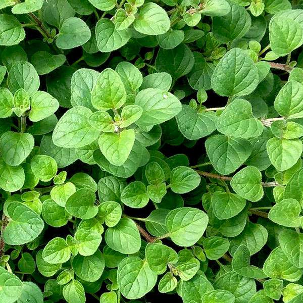 Oregano Common Italian - supplier photo