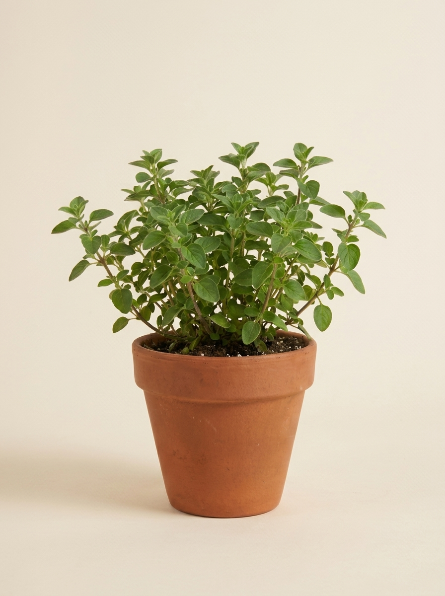 Oregano Herb