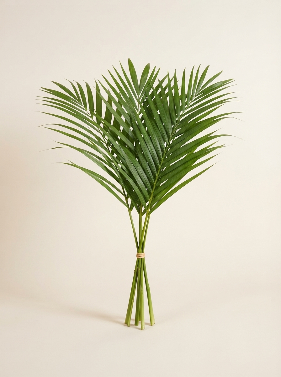 Areca Palm Leaves — wholesale
