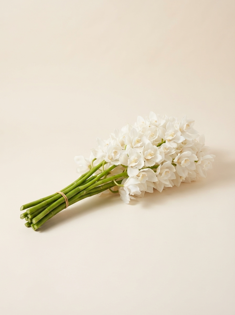 Cymbidium Orchid — wholesale