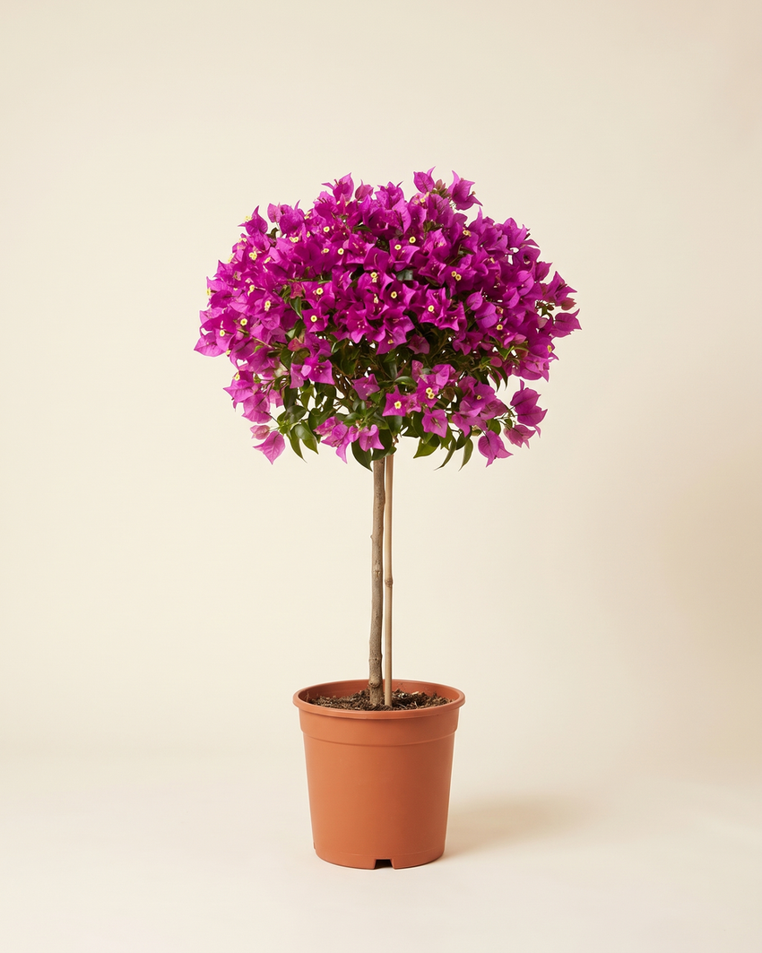 Bougainvelleia climber medium pink
