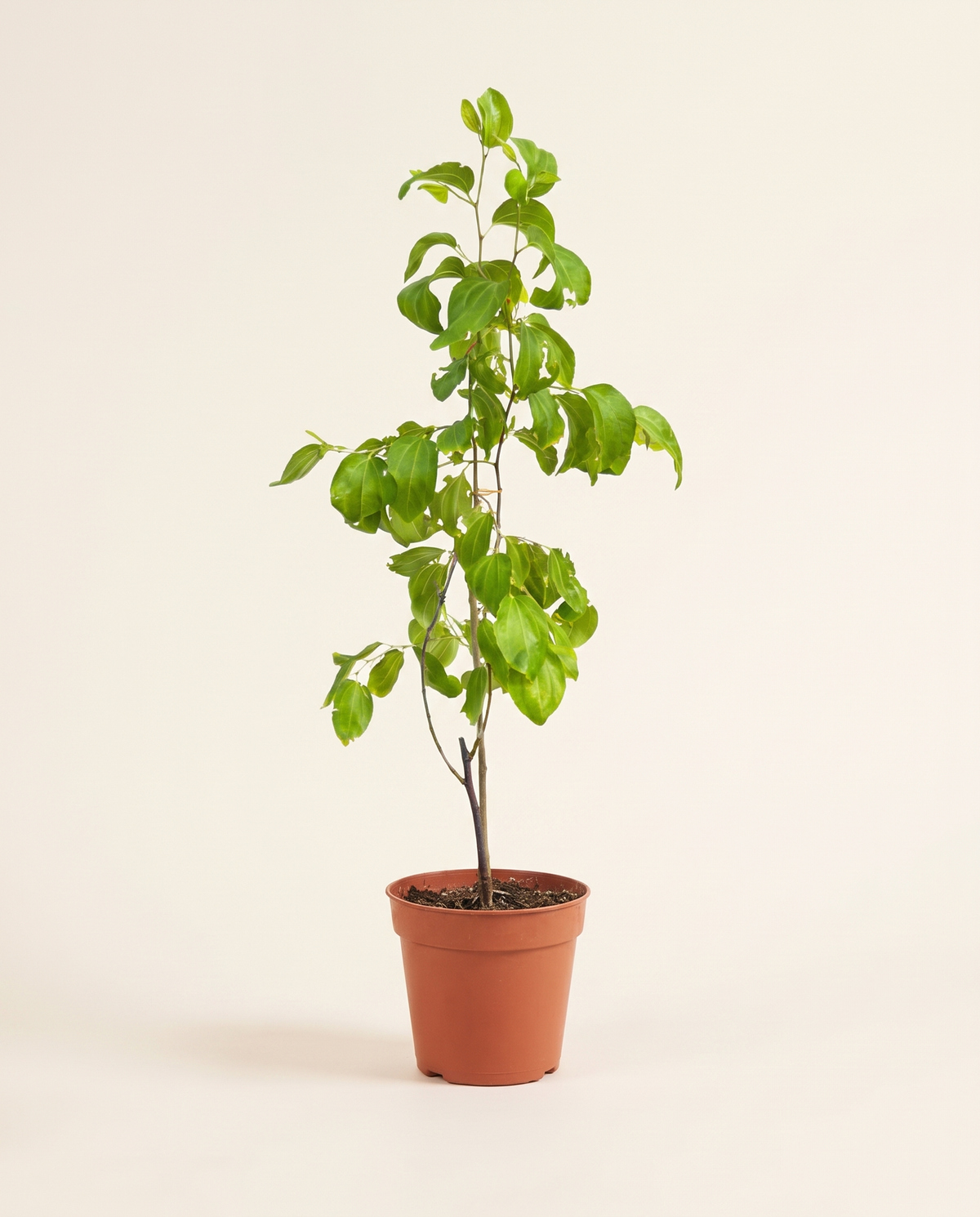Grafted Seedless Pakistani Ziziphus سدر