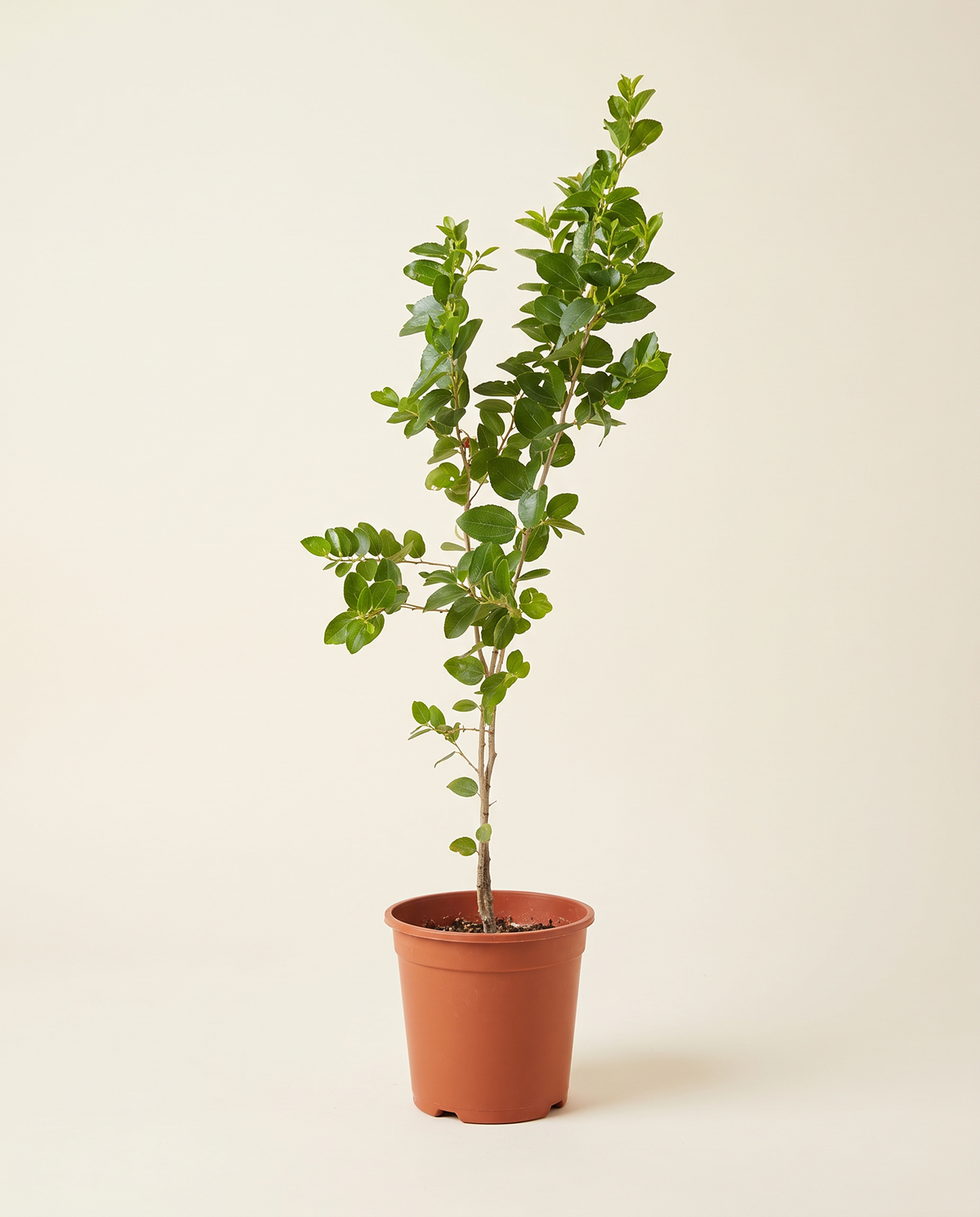 Sidr Tree – 140 cm Height سدر
