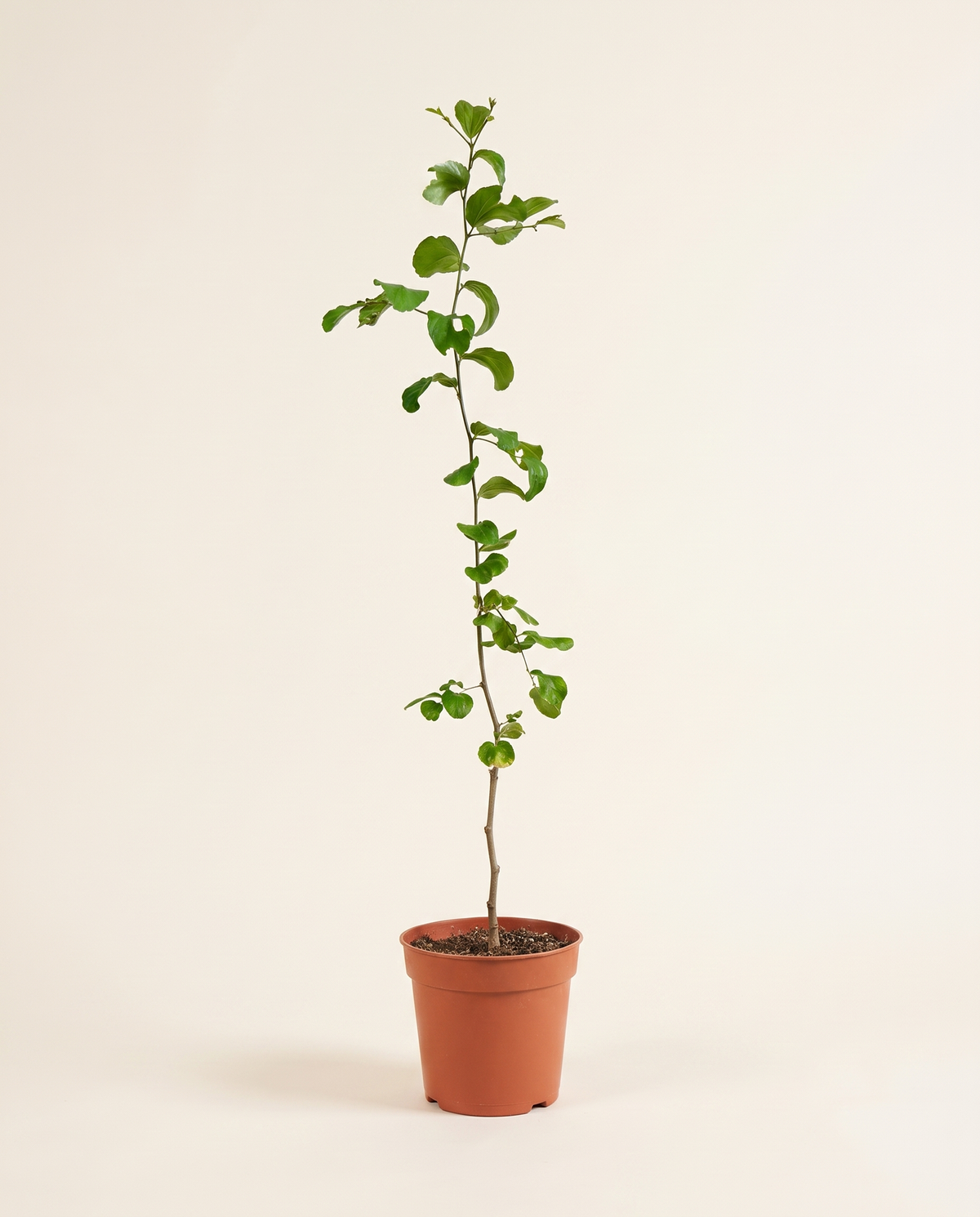 Grafted Misky Ziziphus سدر