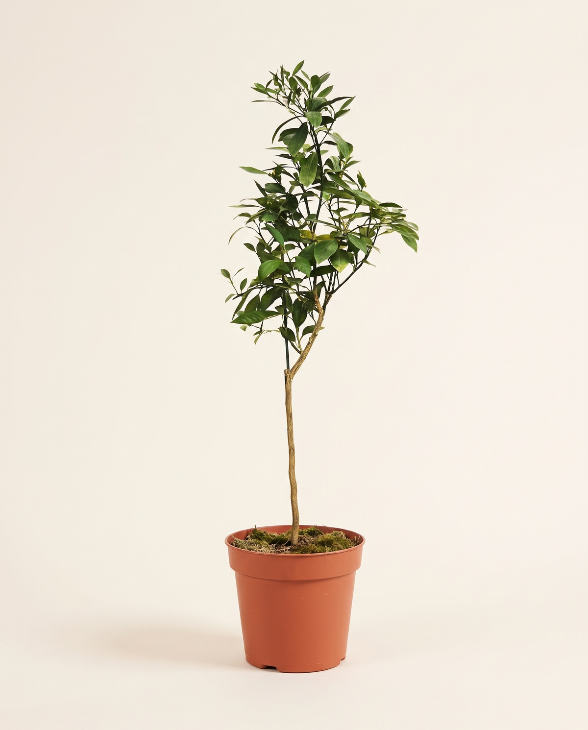 Citrus Aurantium 25cm حمضيات