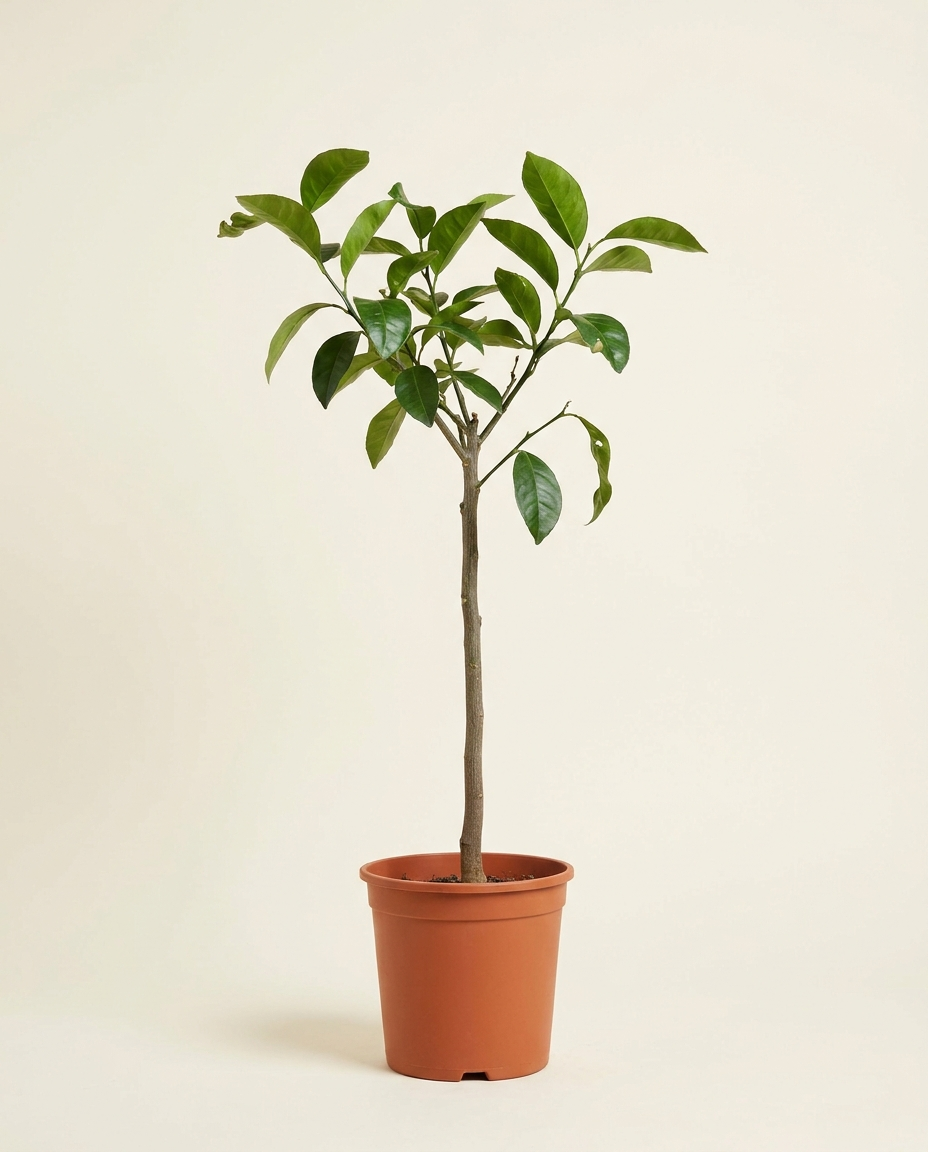 Citrus Reticulata Morkite 25cm (Old) حمضيات