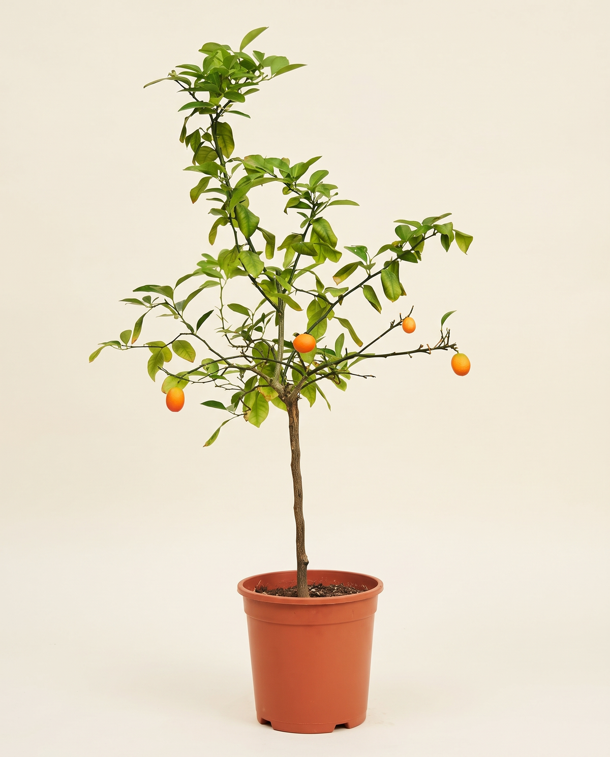Kumquat 25cm كمكوات