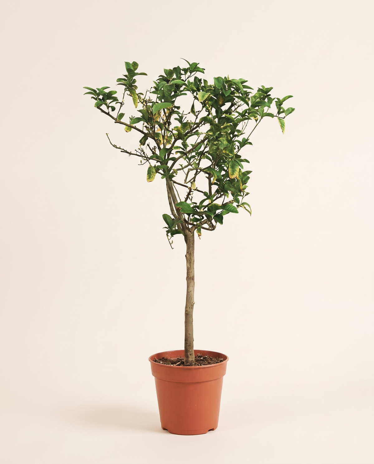 Citrus Medica Var Spanish Big حمضيات