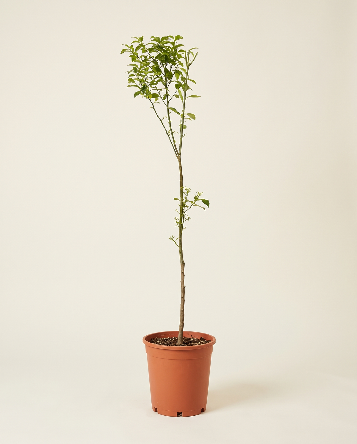 Clementine Mandarin Tree أفندي كلمنتين