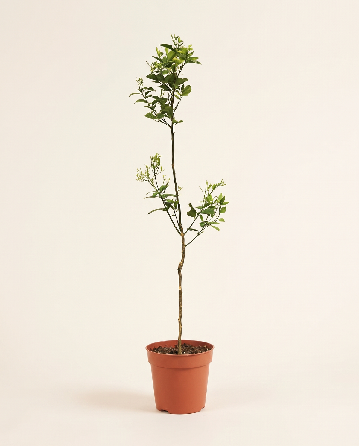 Chinese Citrus Reticulata 25cm حمضيات