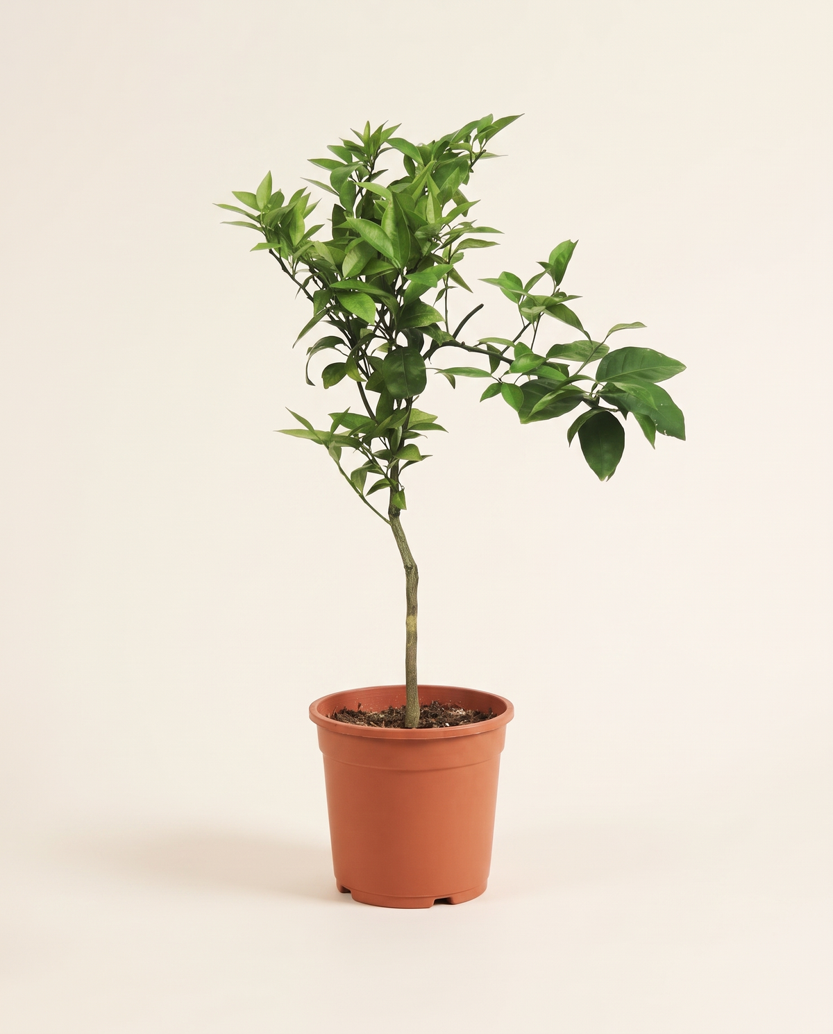 Citrus Sinensis 25cm حمضيات