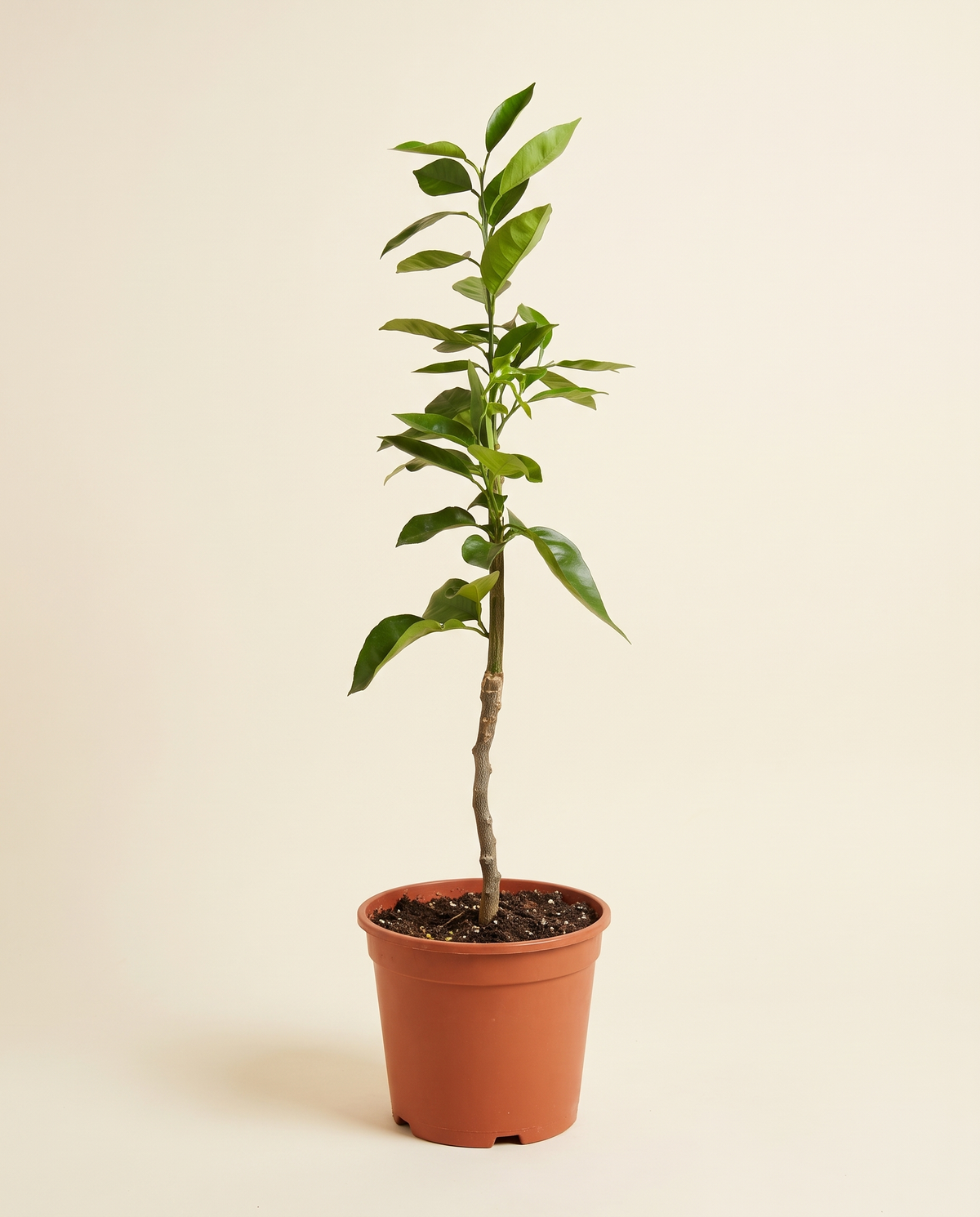 Orange Valencia برتقال