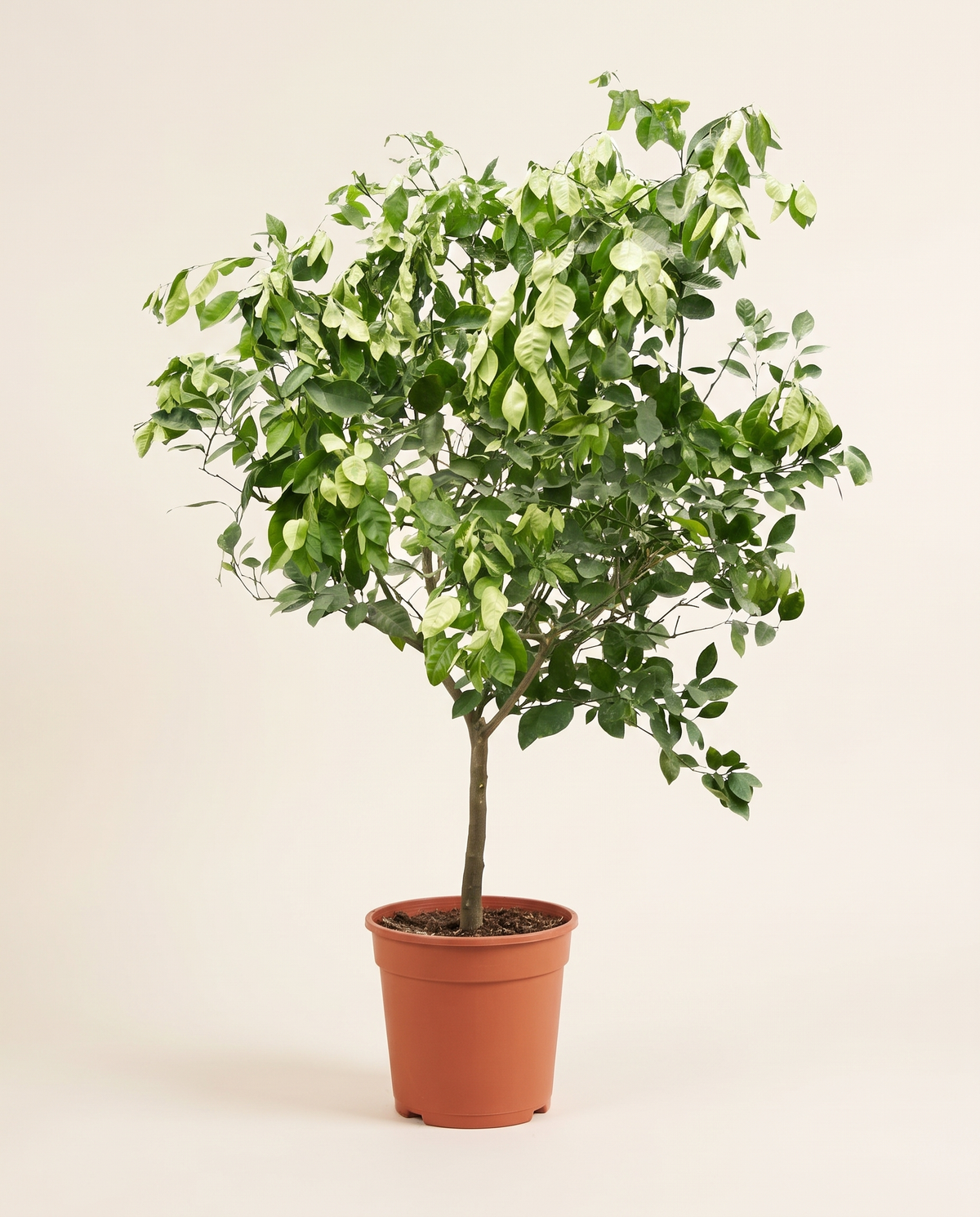 Spanish Citrus Orange Big حمضيات