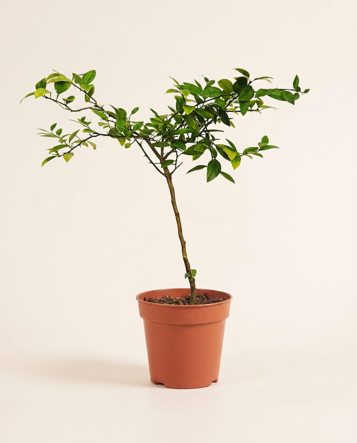 Lemon Shahry 25cm ليمون