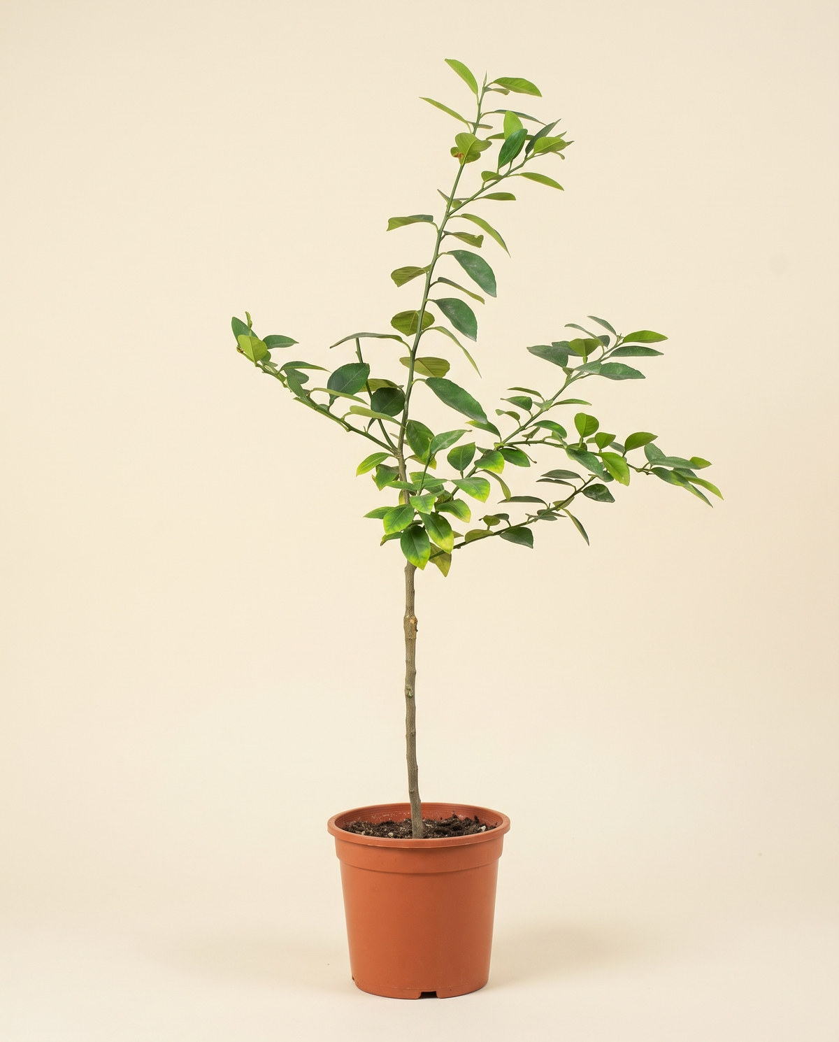 Mexican Lemon ليمون