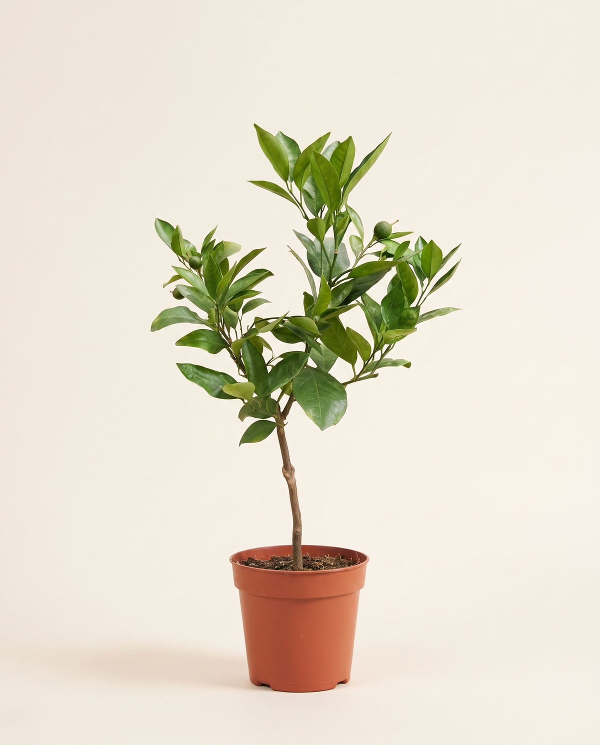 Maltese Orange برتقال