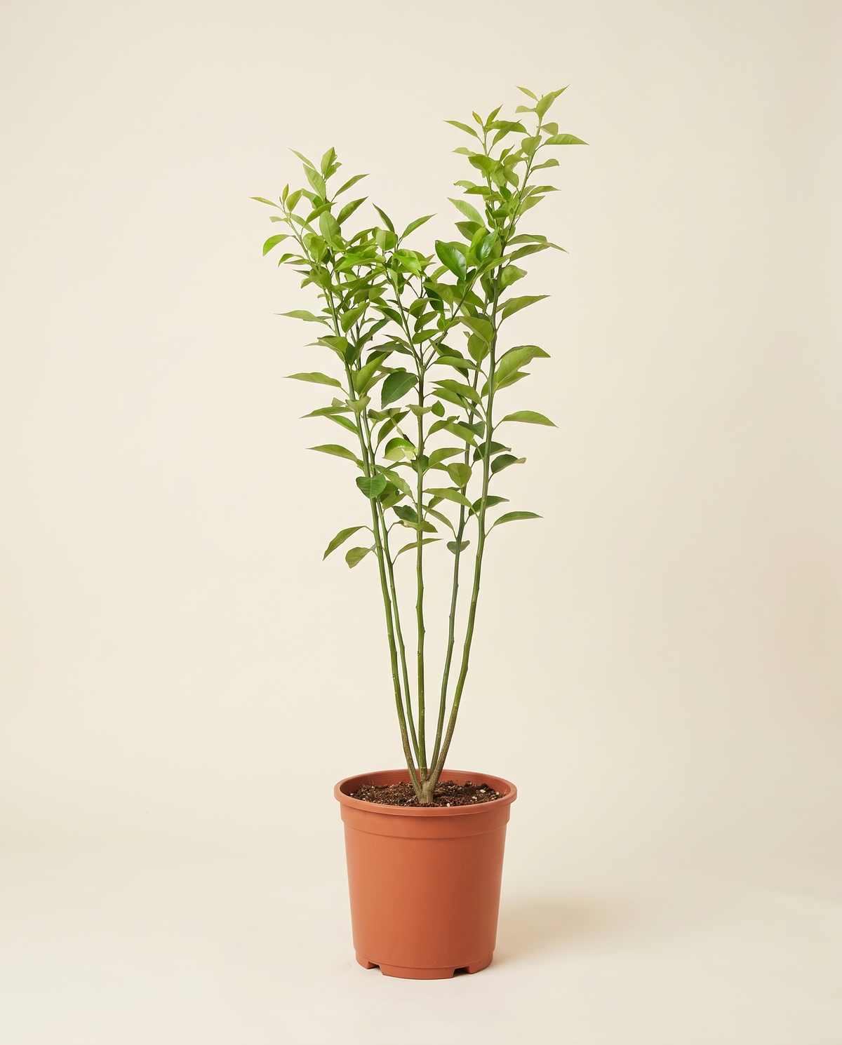 Washingtonia Navel Orange نخيل واشنطونيا