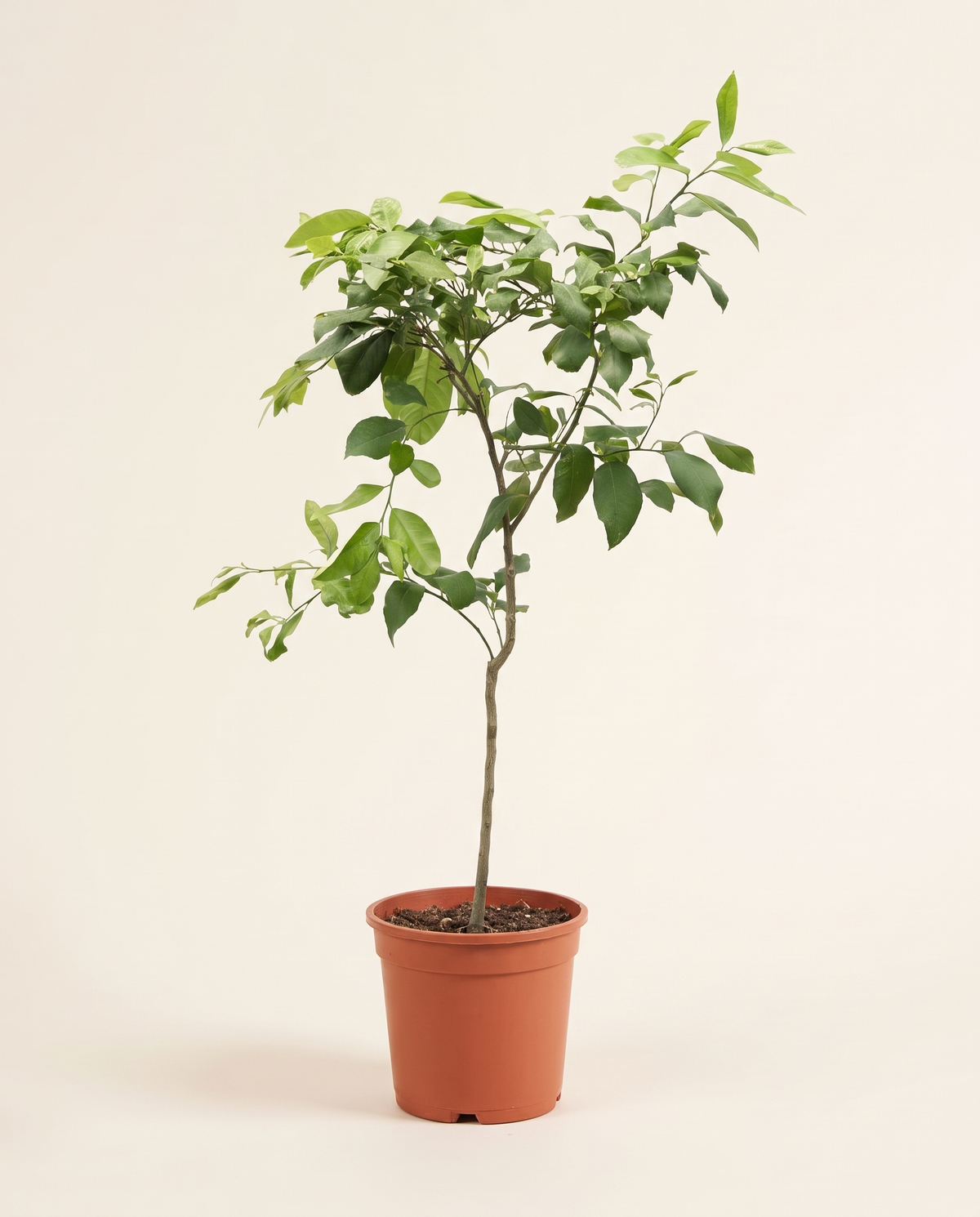 Lemon Adalia 25cm ليمون