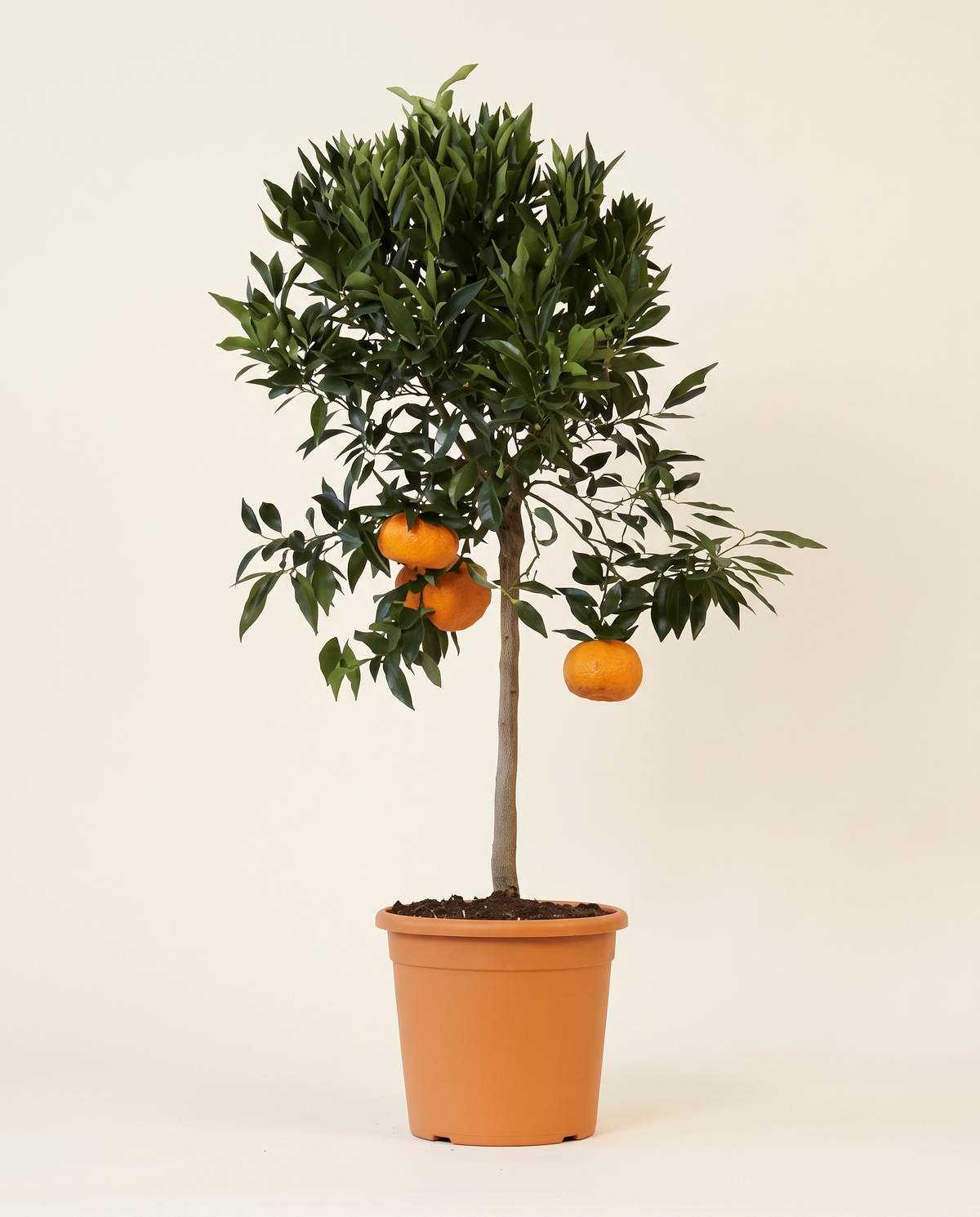 Yusuf Effendi’s tree يوسف أفندي