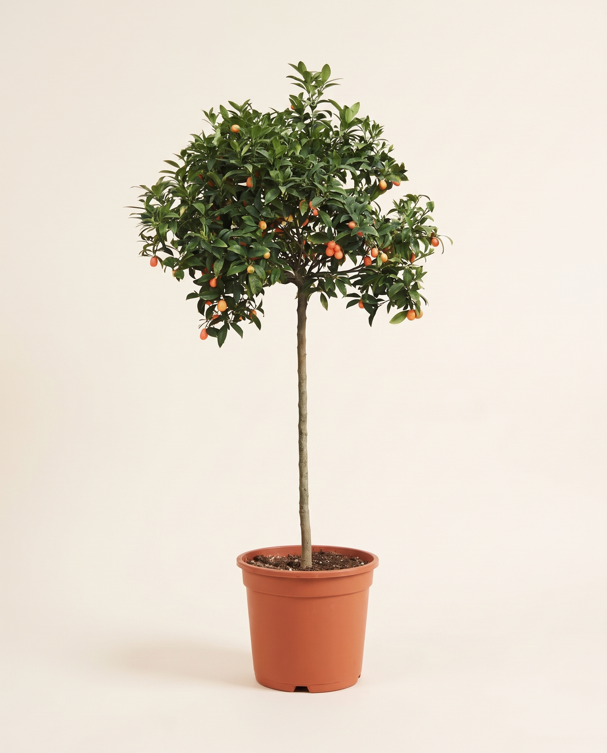 Kumquat Spanish Big 50cm كمكوات