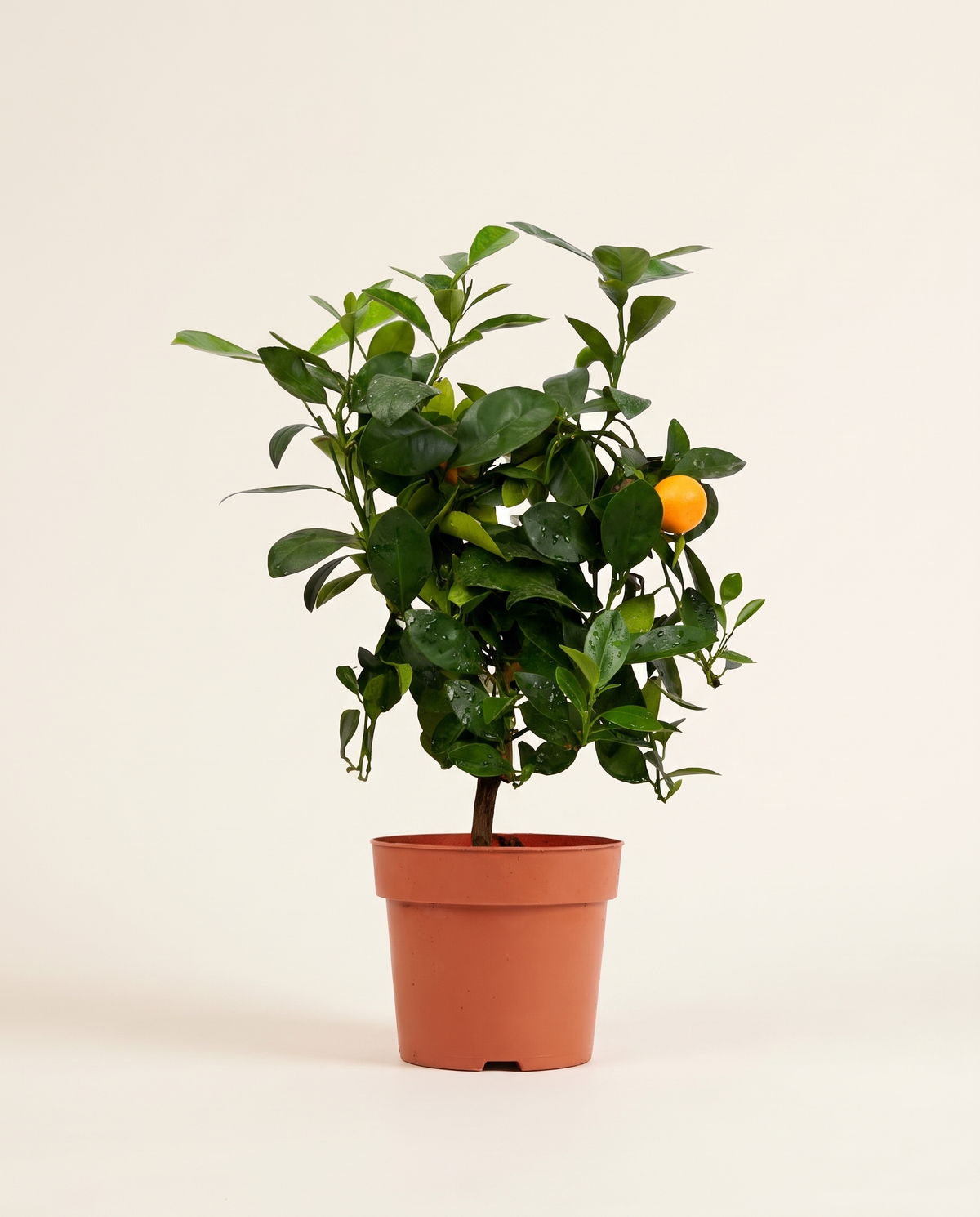Citrofortunella Citrus Fruit Plant – 40 cm Height حمضيات